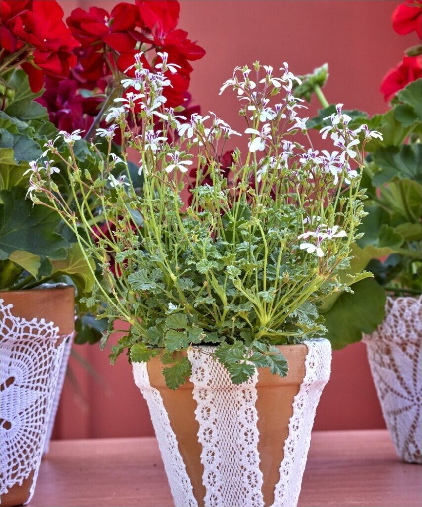 2024_Geraniums_3050_DIY_Vintage_Lace_Planter_07-853x1024_de41a.jpg
