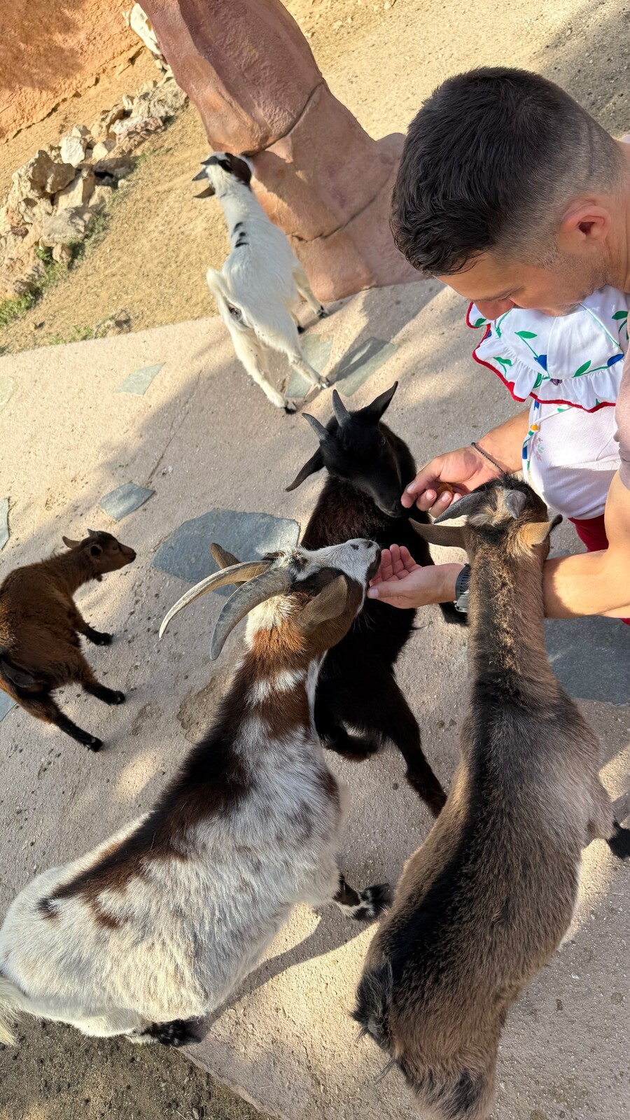 aggelopoulos-zoo_1_82276.jpg