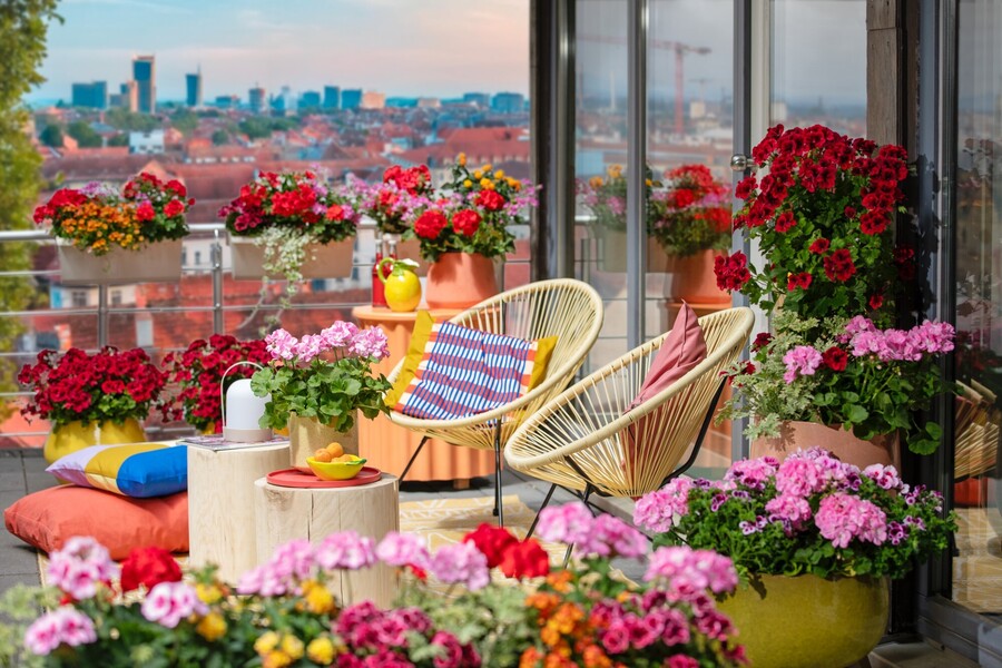 2025_Geraniums_5000_Joyful_Outdoor_Living_28_14a2b.jpg