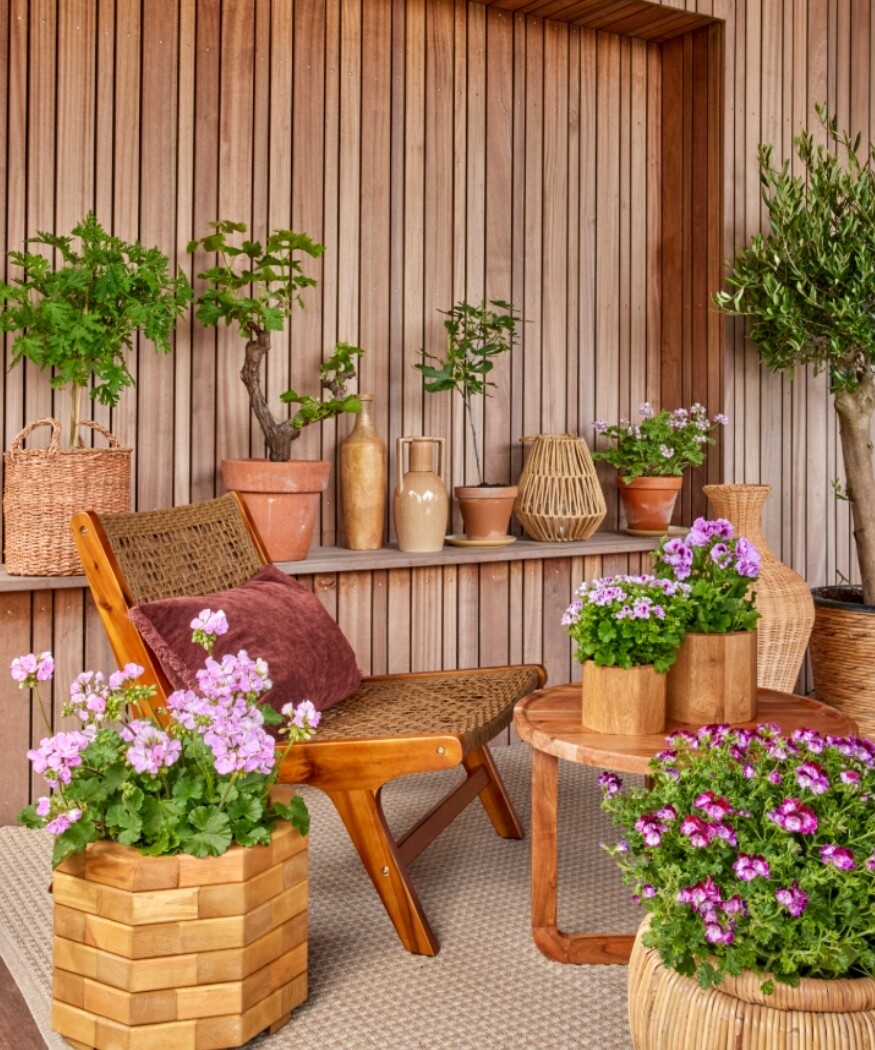 2025_Geraniums_1000_Eco_Chic_Living_03_69af5.jpg