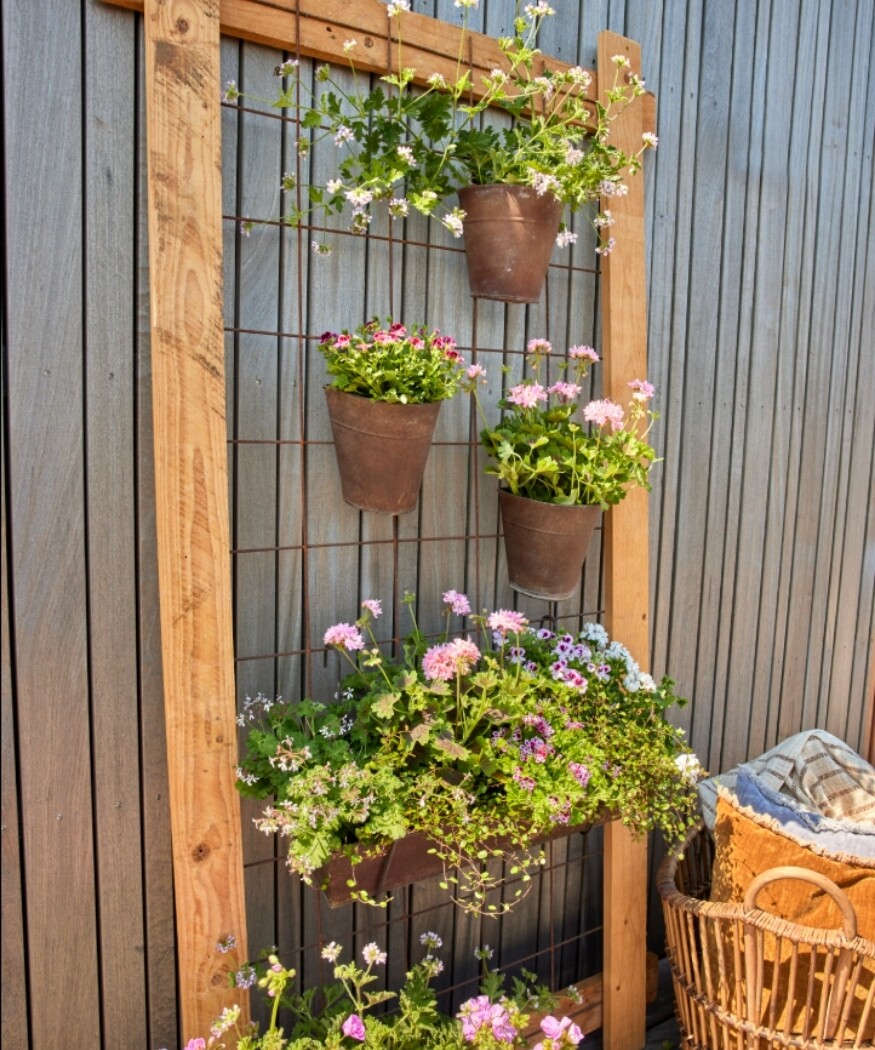 2025_Geraniums_1000_Eco_Chic_Living_10_7cb65.jpg