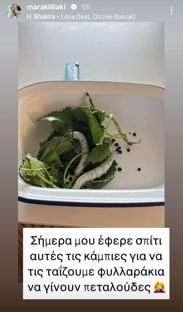 HLIAKI_PET_KORIS_dbdcc.jpeg