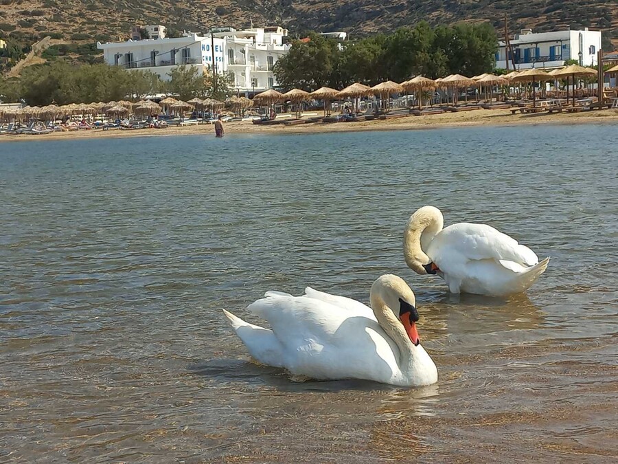 ANDROS_2_06c47.jpeg