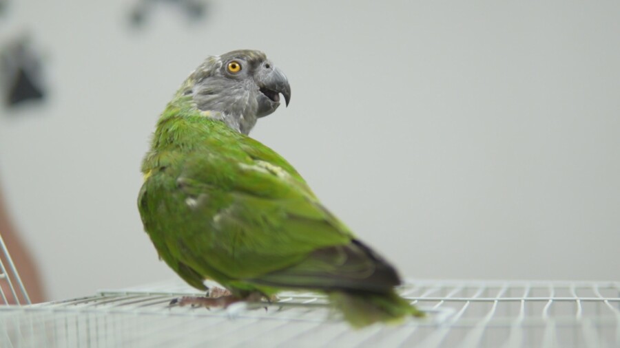 PET_STORIES_15.06_9_7c7e6.jpg