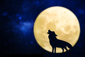 Η Πανσέληνος του Λύκου στον Λέοντα: Τι σημαίνει αυτό για όλα τα ζώδια
