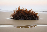 Γιατί όλοι ξαφνικά τρώνε sea moss με το κουτάλι;