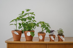 Τι πρέπει να γνωρίζεις αν θέλεις να φτιάξεις τον δικό σου κήπο με βότανα