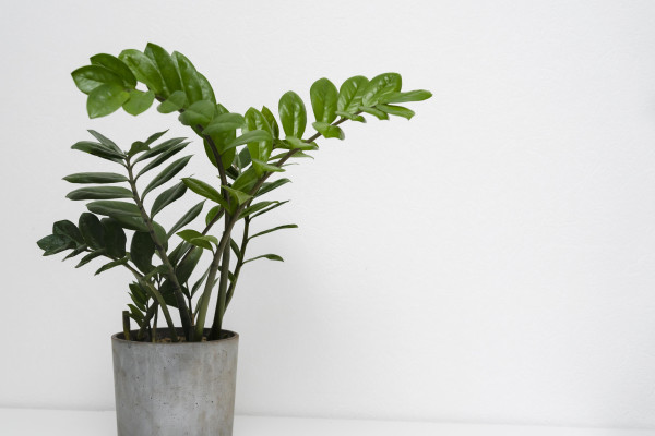 Πώς να σώσεις ένα ετοιμοθάνατο φυτό εσωτερικού χώρου - και πότε είναι ώρα να το αποχαιρετίσεις