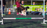 Dog agility: Το συναρπαστικό άθλημα σκύλων στις 22 και 23 Απριλίου στο Γουδή 